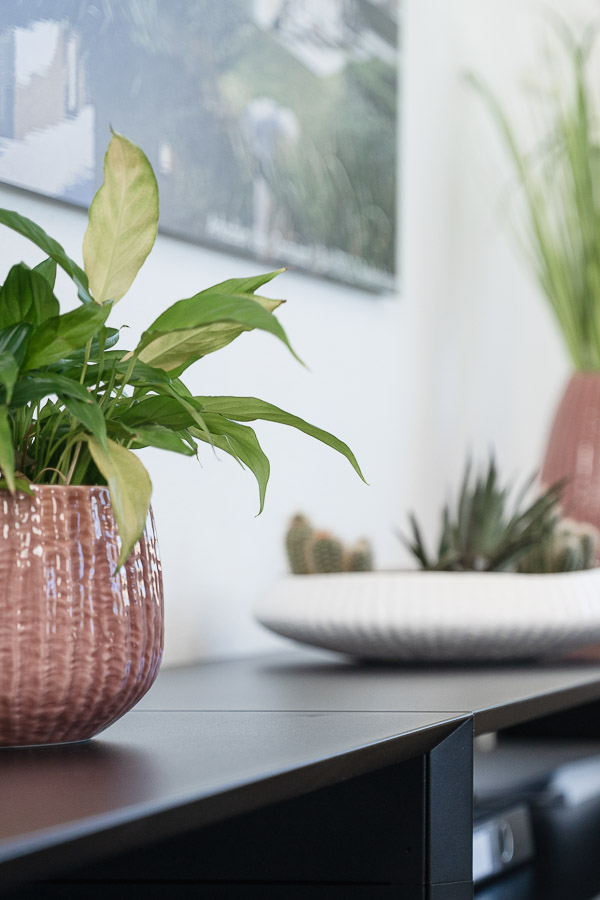 Grüne Pflanze, Sideboard und Ordner im Büro von green:balance – Energieberatung Weißenhorn  